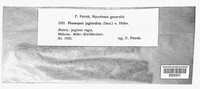 Phomopsis juglandina image